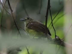 Tricholestes criniger