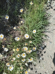 Leucanthemum vulgare
