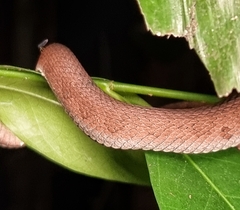 Trimeresurus purpureomaculatus