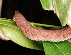 Trimeresurus purpureomaculatus
