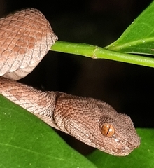 Trimeresurus purpureomaculatus