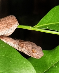 Trimeresurus purpureomaculatus