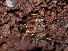Aeschrodomus stipulata