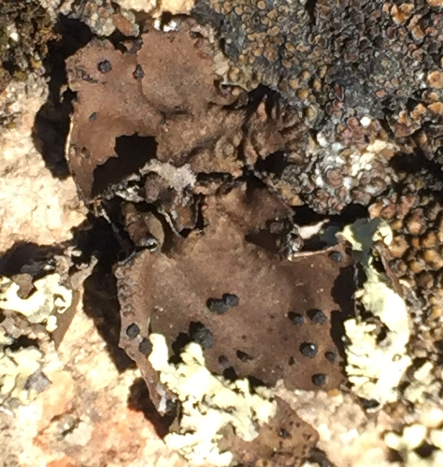 Umbilicaria image
