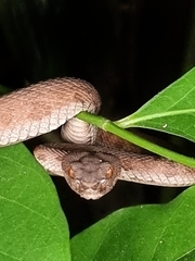 Trimeresurus purpureomaculatus