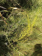 Carmichaelia australis