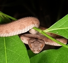 Trimeresurus purpureomaculatus