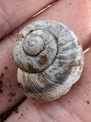 Oreohelix