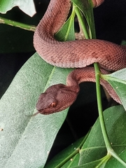 Trimeresurus purpureomaculatus