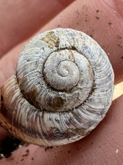 Oreohelix