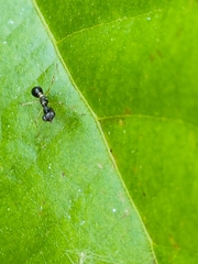 Dryinidae