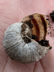 Oreohelix