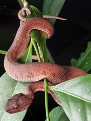 Trimeresurus purpureomaculatus