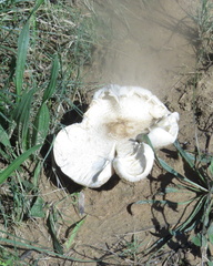 Macrolepiota zeyheri