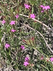 Dianthus armeria