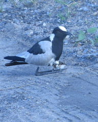 Macrolepiota zeyheri