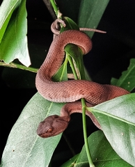 Trimeresurus purpureomaculatus