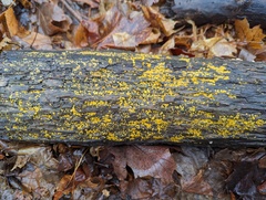 Chlorosplenium chlora