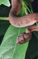 Trimeresurus purpureomaculatus