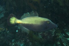 Meuschenia flavolineata