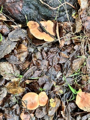 Lactarius xanthogalactus