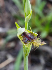 Calochilus therophilus