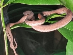 Trimeresurus purpureomaculatus