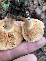 Lactarius xanthogalactus