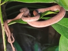 Trimeresurus purpureomaculatus
