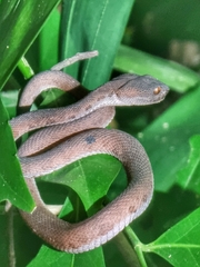 Trimeresurus purpureomaculatus