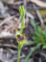 Calochilus therophilus
