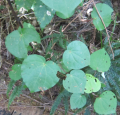 Piper excelsum excelsum