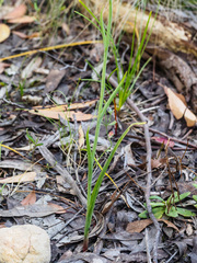 Calochilus therophilus