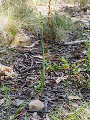 Calochilus therophilus
