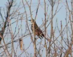 Turdus eunomus