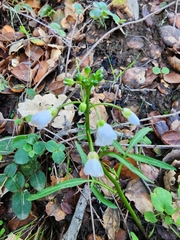 Cardamine californica