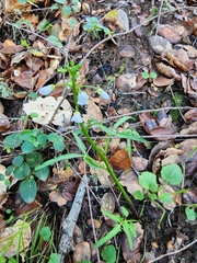 Cardamine californica
