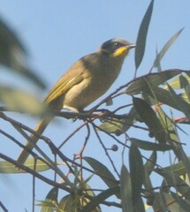 Lichenostomus cratitius