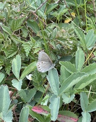 Coenonympha haydenii