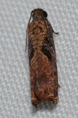 Episimus tyrius