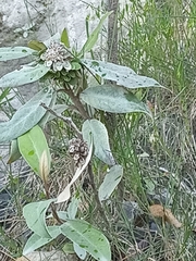 Olearia avicenniifolia