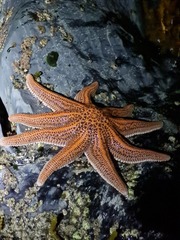 Stichaster australis
