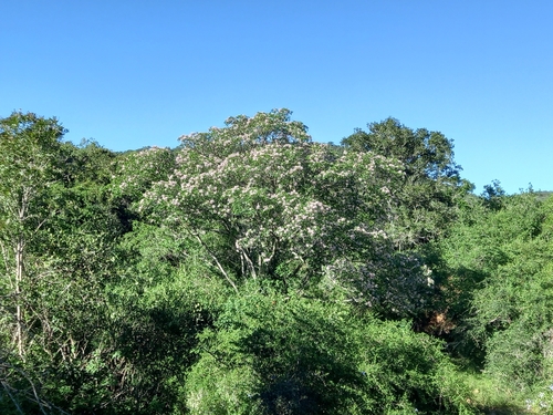 Image of Calodendrum capense by (c) Christiaan Viljoen, some rights reserved (CC BY)