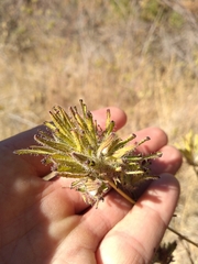 Cordylanthus rigidus