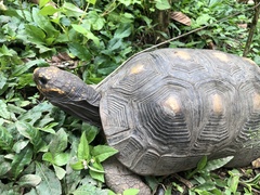 Chelonoidis carbonarius