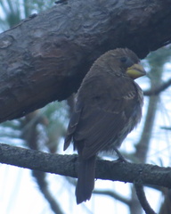 Amblyospiza albifrons