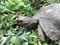 Chelonoidis carbonarius