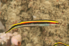 Trachinops taeniatus