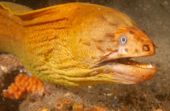 Gymnothorax prasinus