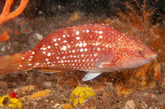 Notolabrus gymnogenis